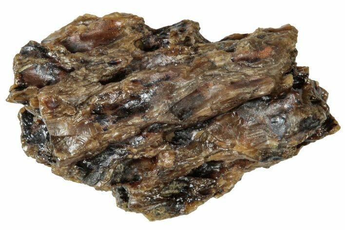 Fossil Tyrannosaur (T rex) Bone Section - Wyoming #313894